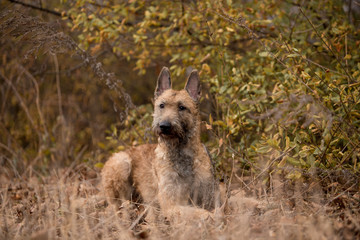 Naklejka premium Dog breed Belgian Shepherd Lackenois running in the field Lakenua