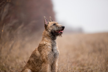 Dog breed Belgian Shepherd Lackenois running in the field Lakenua