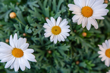 Fototapeta premium Frühlingsblumen - Margeriten