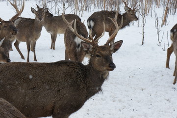 Portrait of a deer with horns in the winter on a livestock farm.
