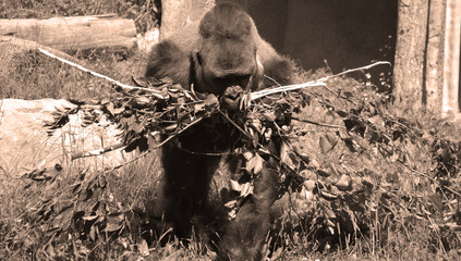 Gorillas are ground-dwelling, predominantly herbivorous apes that inhabit the forests of central...