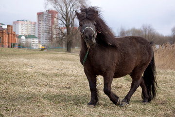 A lovely skewbald miniature pony walking across a field.