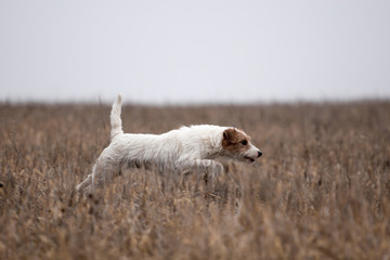 Jack Russell Terrier breed dog runs in the field