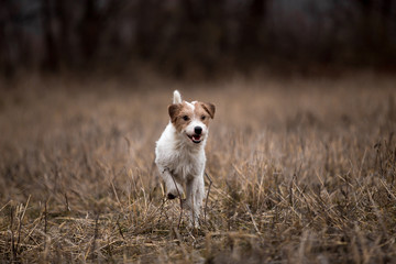 Jack Russell Terrier breed dog runs in the field