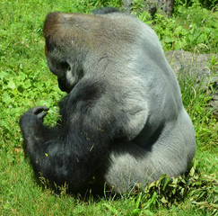 Gorillas are ground-dwelling, predominantly herbivorous apes that inhabit the forests of central...
