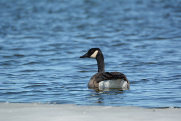 Canada Goose