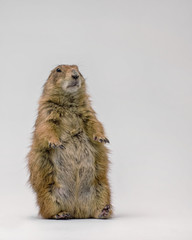 Black-tailed Prairie Dog sitting up Isolated on a White Background