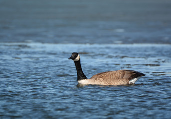 Canada Goose