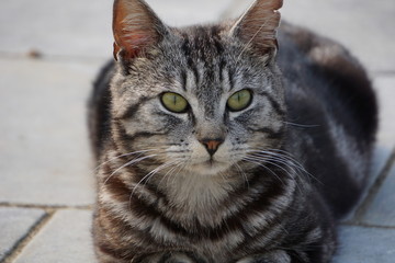 Chat