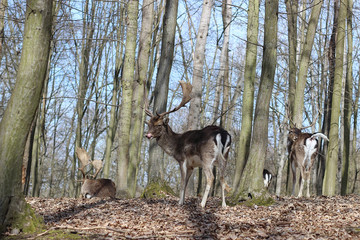 Obraz premium European Fallow Deer in the forest