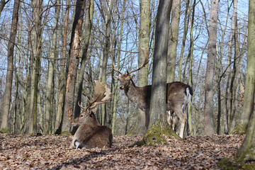 European Fallow Deer in the forest
