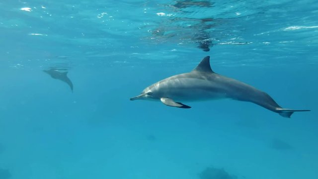 Slow motion, Young dolphin slowly swims under surface of blue water in the morning sun rays. Spinner Dolphin (Stenella longirostris) Underwater shot. Red Sea