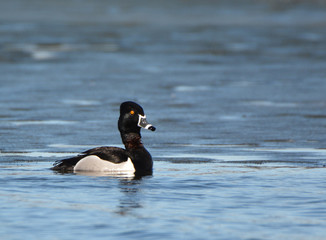 RInged Neck Duck