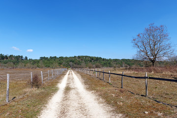 Plain of Chanfroy forest path in Fontainebleau forest