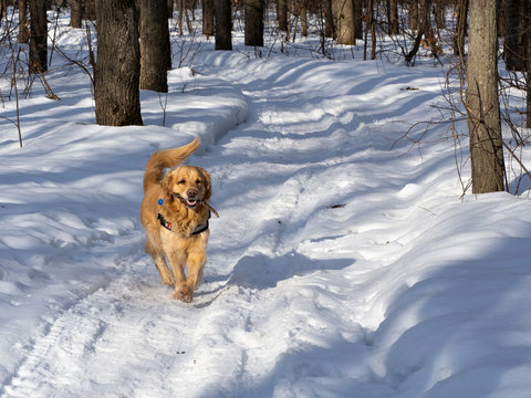 Golden Retriever on a walk in the winter in the forest, holding a stick in his mouth. Sunny day.