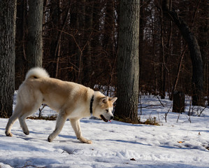 The dog walks in the park in winter. Sunny day. Akita Inu dog.