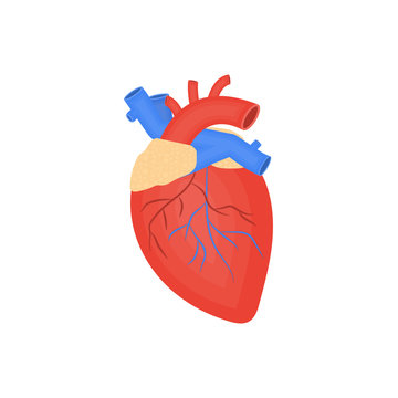 Human organ flat icon, human heart, anatomy, arteries and veins, medicine vector illustration