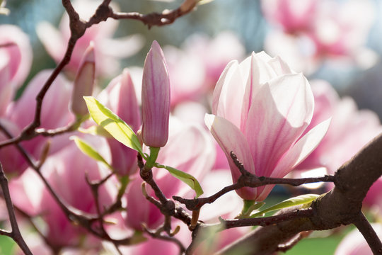 buds of pink magnolia blossom. branches with beautiful tender flowers. wonderful springtime background in the garden