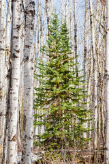 Obraz premium Lonely Spruce in the Aspen Forest