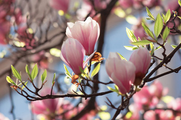 Obraz premium buds of pink magnolia blossom. branches with beautiful tender flowers. wonderful springtime background in the garden