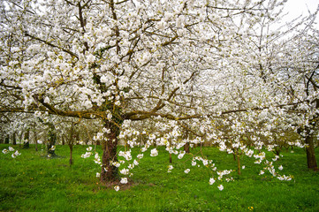 Fototapeta premium Blooming apple trees