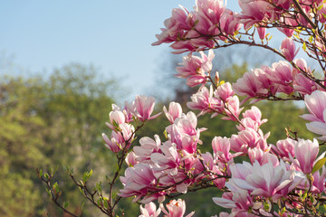 pink magnolia blossom. twigs with beautiful tender flowers. wonderful springtime scenery in the park 