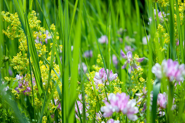  Flower in the meadow close-up. On meadow on a sunny day. Wildlife pattern of flowering plants on a meadow.