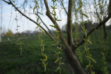 Blooming willow branch in spring against a green meadow