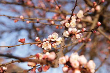 Blooming tree branch with pink flowers in spring