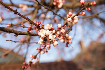 Blooming tree branch with pink flowers in spring