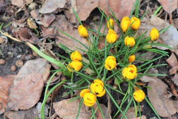 yellow flowers in the garden