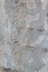 Texture of Old London Plane Tree