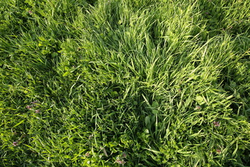 background of green grass