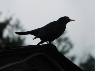 Amsel