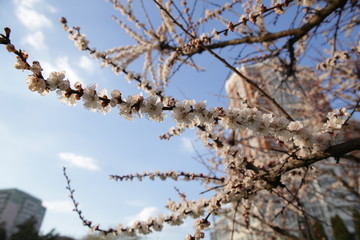 tree branch with flowers in the spring against the blue sky and buildings