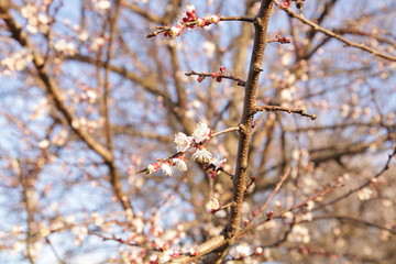  branch of a tree with flowers in spring