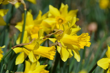 Yellow daffodil and signs of Spring