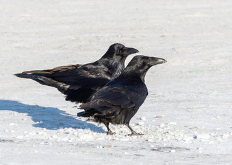 Common Raven Pair