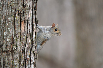 Hide and seek with a squirrel 
