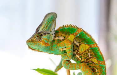 Veiled chameleon hanging in ficus