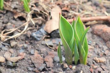 The sprouts of tulips