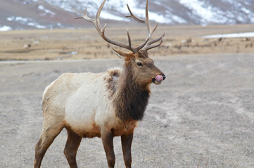 Elk sticking out tongue