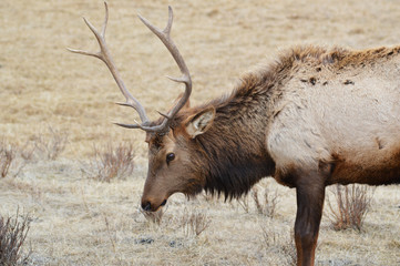 Elk antlers