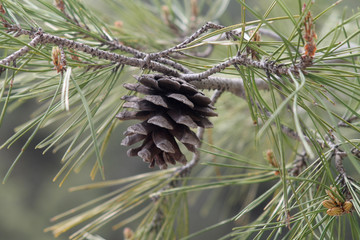 big brown pine cone and long green needles