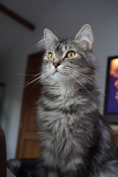 Chat