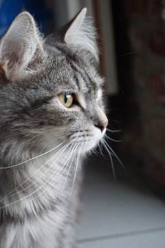 Chat t&ecirc;te