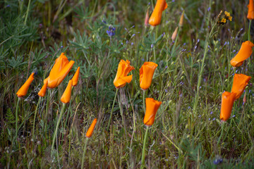 California Poppy (Eschscholzia californica) on a cloudy moody day with petals closed in vibrant orange