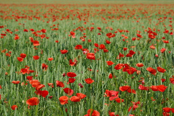 Mohn Feld.Sommer