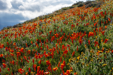 California Poppy field in the desert on cloudy day with sunbeams coming through clouds (Eschscholzia californica)