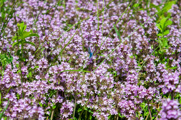 Obraz premium Thyme blooms in the meadow on a summer day. Thyme flowers in the meadow, top view. Tymus blooms with purple and pink flowers.